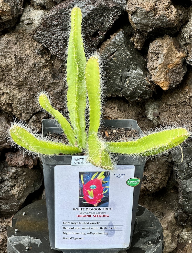 Organic White Dragon Fruit Seedlings